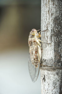Close-up of dragonfly on tree trunk