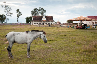 Horse on field against sky