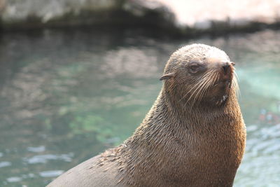 Close-up of seal against sea