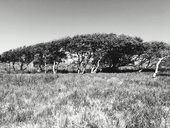 Trees on field against clear sky