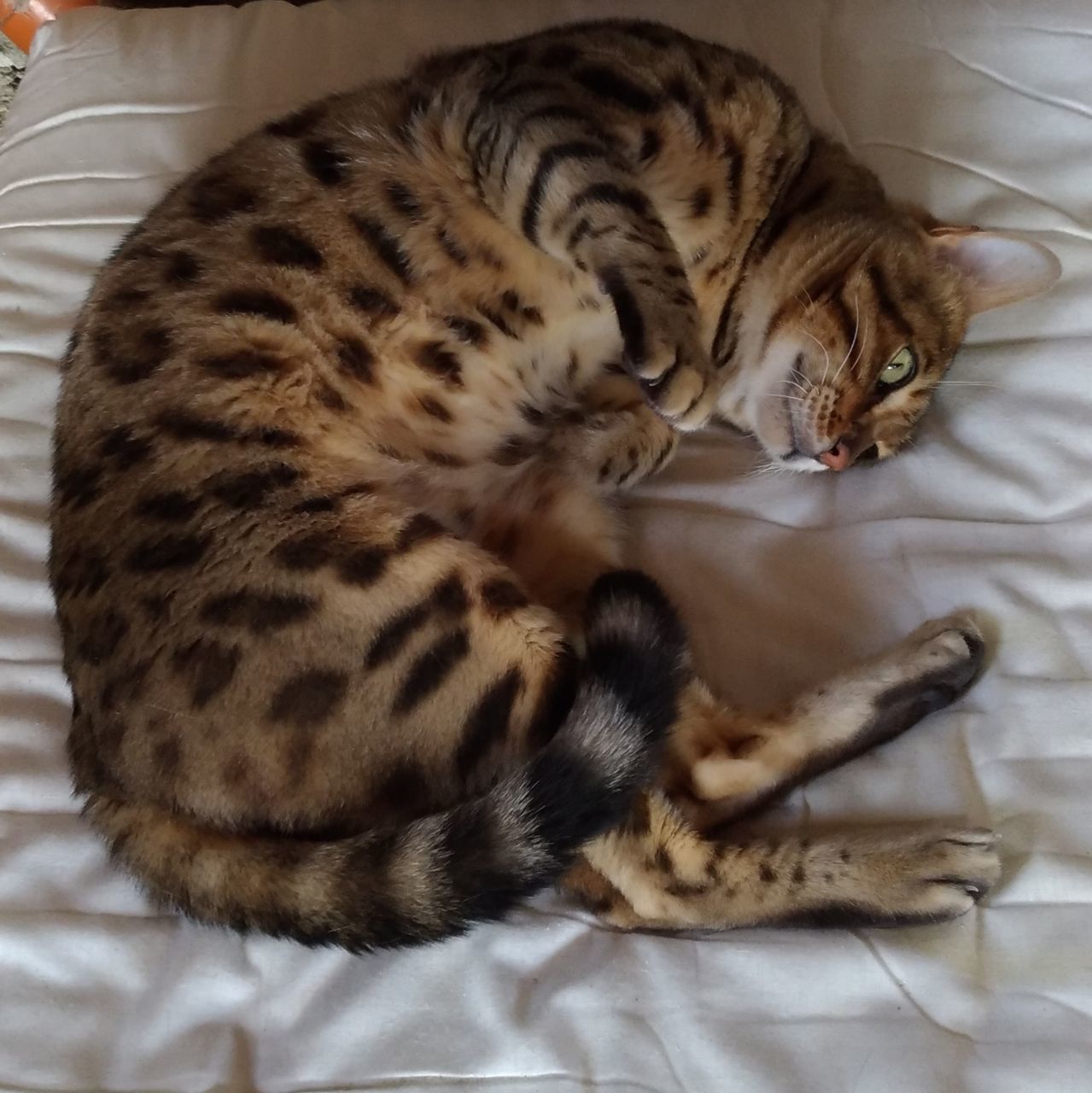 HIGH ANGLE VIEW OF TABBY CAT SLEEPING ON BED