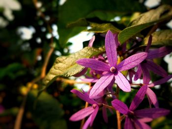 Close-up of pink flowers blooming outdoors