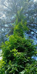 Low angle view of trees in forest