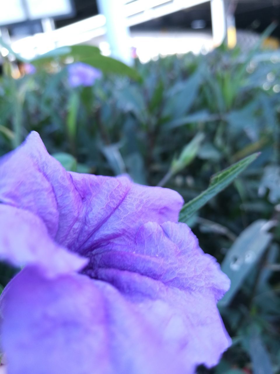 plant, growth, nature, flower, purple, close-up, leaf, real people, freshness, day, beauty in nature, fragility, flower head, outdoors, greenhouse