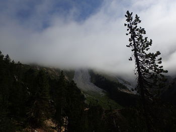 Plants growing on land against sky