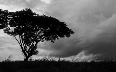 Tree on field against sky