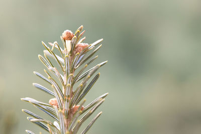 Pine tree branch on blurred green background