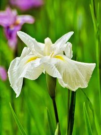 Close-up of white flowering plant