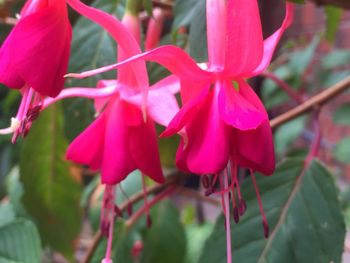 Close-up of pink flowers