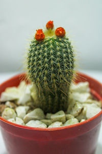 Close-up of succulent plant in pot