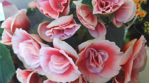 Close-up of pink flowers blooming outdoors