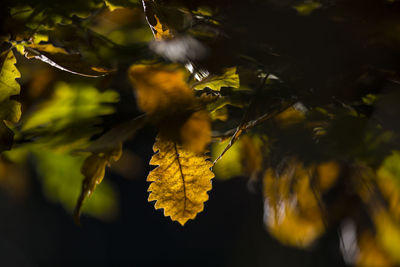 Close-up of leaves on branch