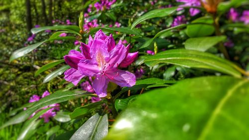 Close-up of pink flowers