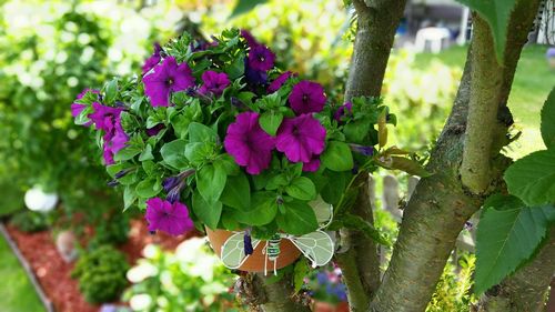 Close-up of pink flowers