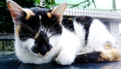 Close-up of cat