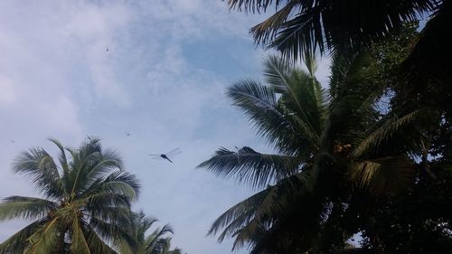 Low angle view of palm tree against sky