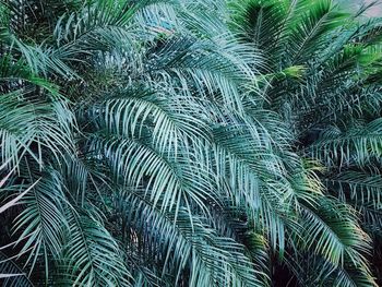 Full frame shot of palm trees