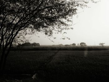 Scenic view of field against clear sky