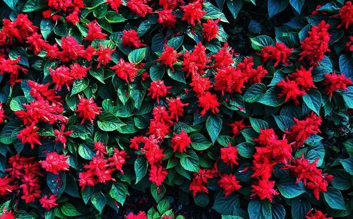 High angle view of red flowering plants