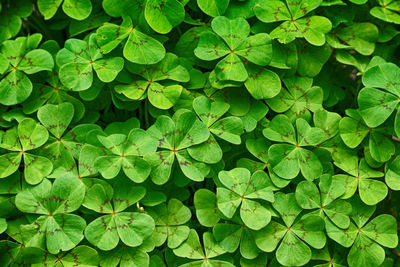 Full frame shot of leaves