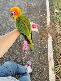 Parrots stick their arms outside their cage outside the city.