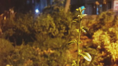 Close-up of plants against blurred background