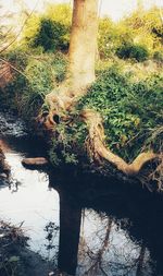 High angle view of trees growing in forest