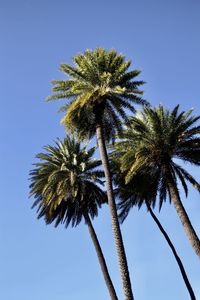 Low angle view of palm tree against clear blue sky