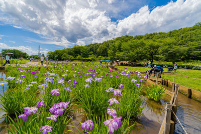 Flowering plants and trees on field against sky