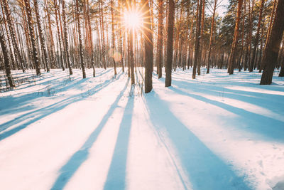 Trees in snow covered land