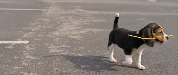Dogs on road