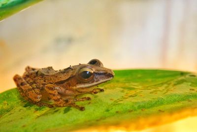 The small frog in the green leaf