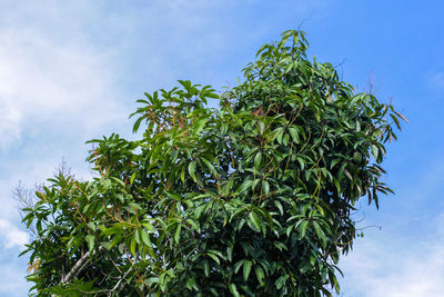 Low angle view of tree against sky