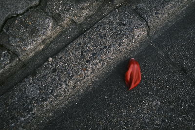 Close-up of red rose on white surface