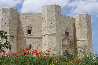 Poppies against castel del monte