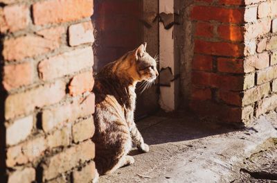 Cat sitting by brick wall at doorway