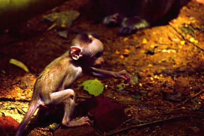 Close-up of infant standing on rock