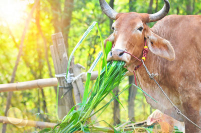 Close-up of cow in grass