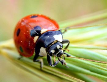 Close-up of ladybug