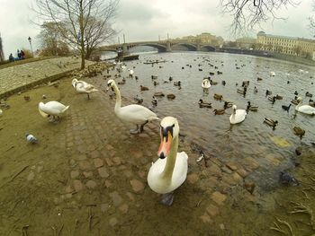 Swans swimming in water