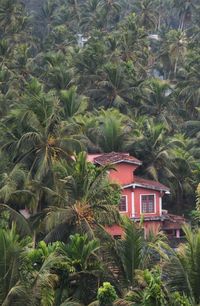 Palm trees and plants outside house