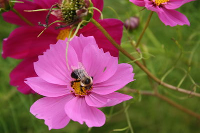 Close-up of bee on pink flower