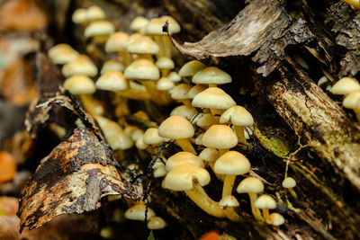 Close-up of mushrooms growing on tree trunk