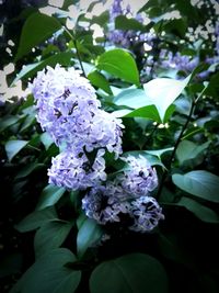 Close-up of purple flowering plant