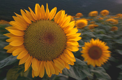 Close-up of sunflower
