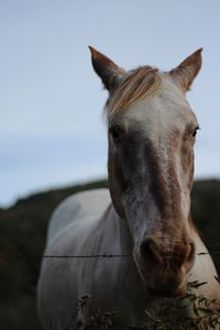 Close-up portrait of a horse against the sky