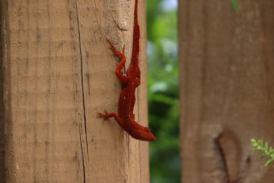 Close-up of lizard on wood
