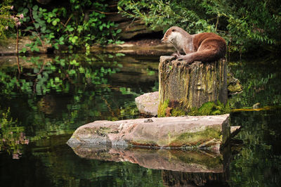 Otter lying on a tree trunk in the river, there are rocks, you can see the reflections in the water.