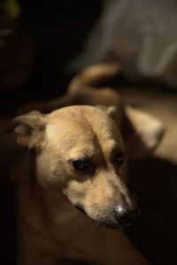 Close-up of dog looking away