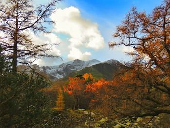 Low angle view of trees in forest against sky